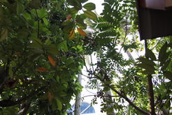 Apollo Gardens (D16), Semi-Detached #146629052
